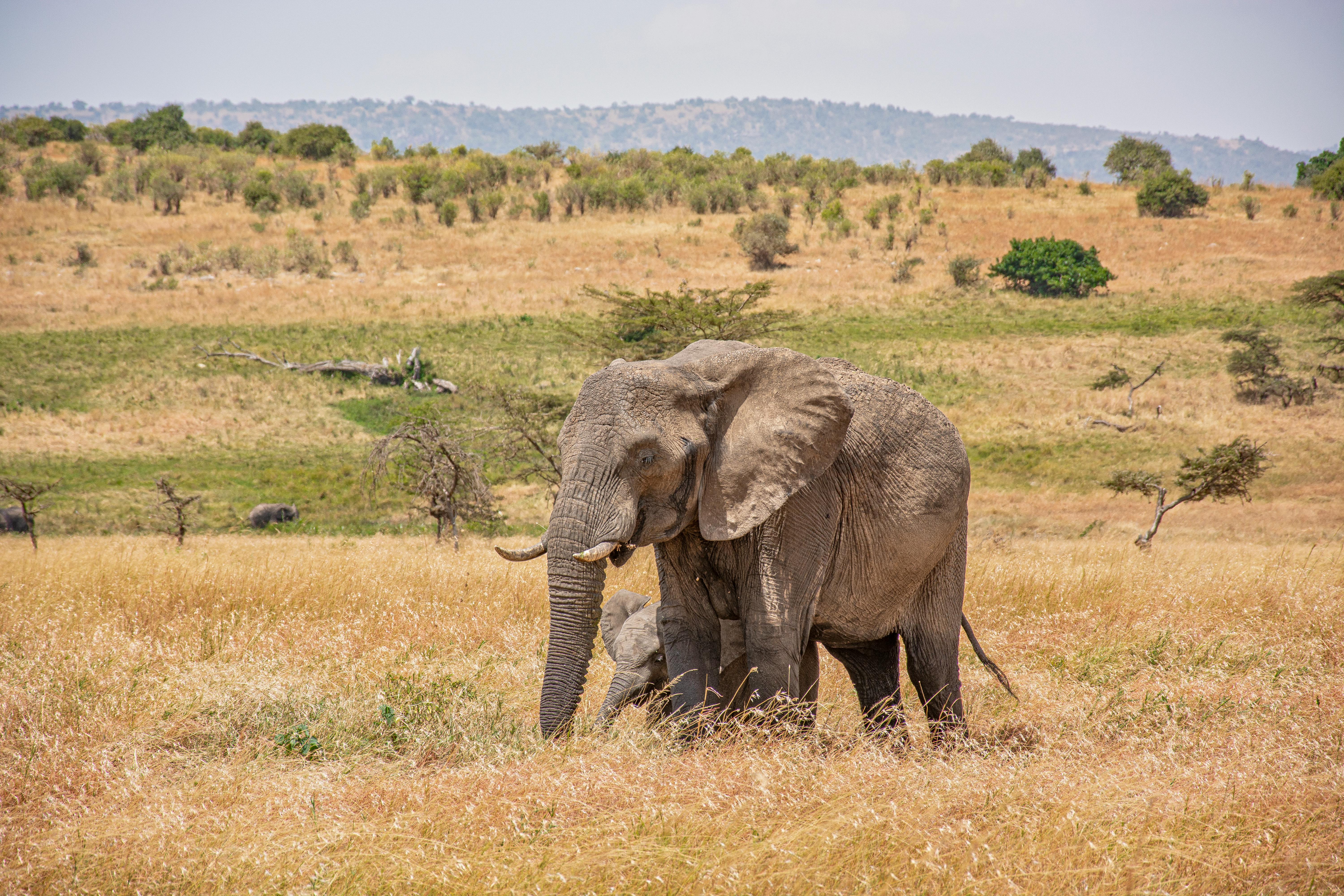 African wildlife